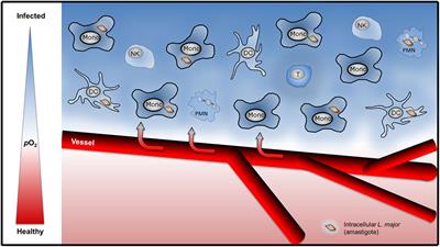 Hypoxia, Hypoxia-Inducible Factor-1α, and Innate Antileishmanial Immune Responses